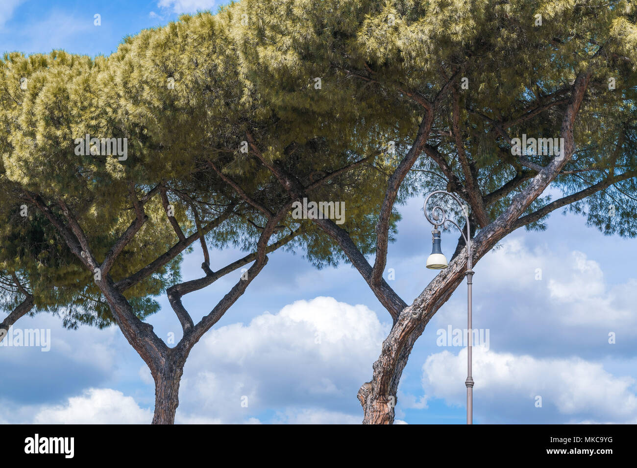 Due alberi di pino con un lampione due attrezzinegli Roma Foto Stock