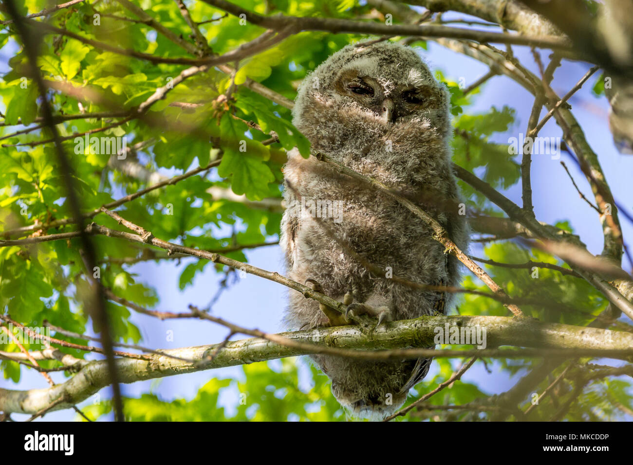 Allocco (Strix aluco) uno dei due owlets arroccato in un albero di circa un centinaio di metri da un adulto in una struttura silverbirch detto di essere la madre del gufo. Foto Stock