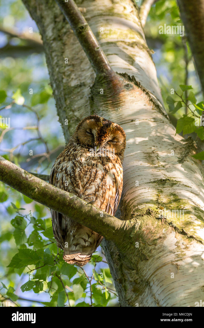 Allocco appollaiato in una struttura silverbirch a Pulborough riserva naturale a circa 100 metri da due owlets in un altro albero ha detto di essere diretto della famiglia. Foto Stock
