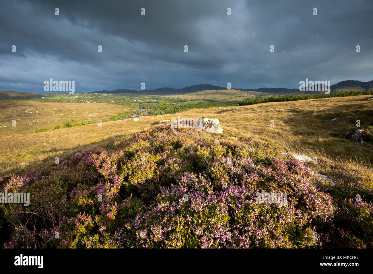 Heather in fiore sulle colline di Donegal Irlanda Foto Stock