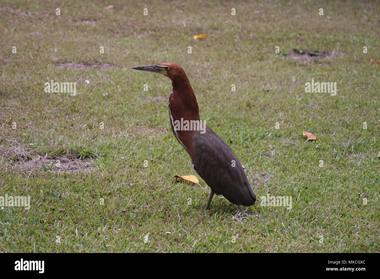 Rufescent tiger heron (Tigrisoma lineatum) è una specie di aironi nella famiglia ardeidi. Sfondo della fauna selvatica Foto Stock