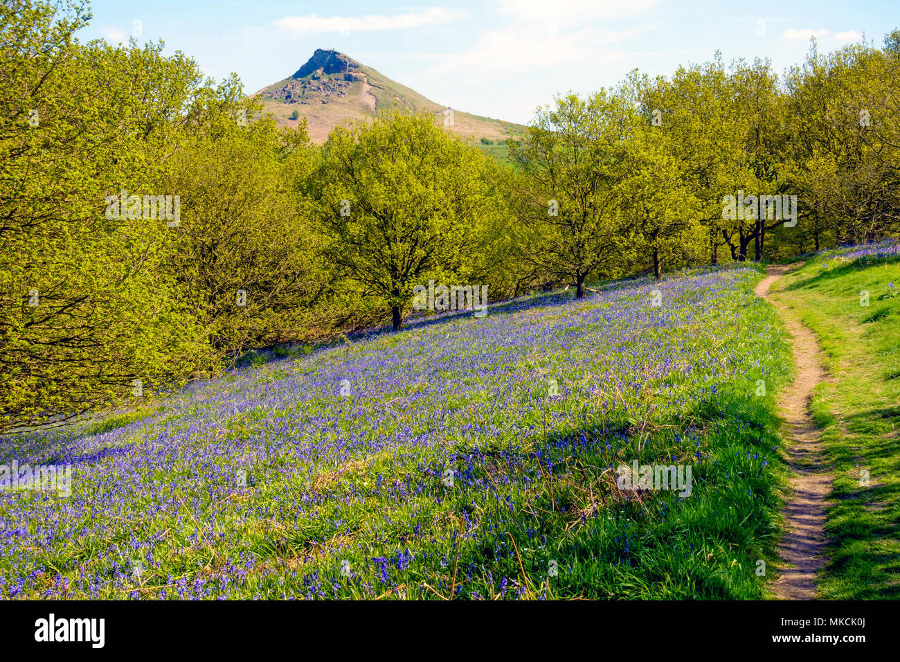 Inglese Hyancinthoides Bluebells non scripta cresce in boschi di latifoglie in primavera con Roseberry Topping Foto Stock