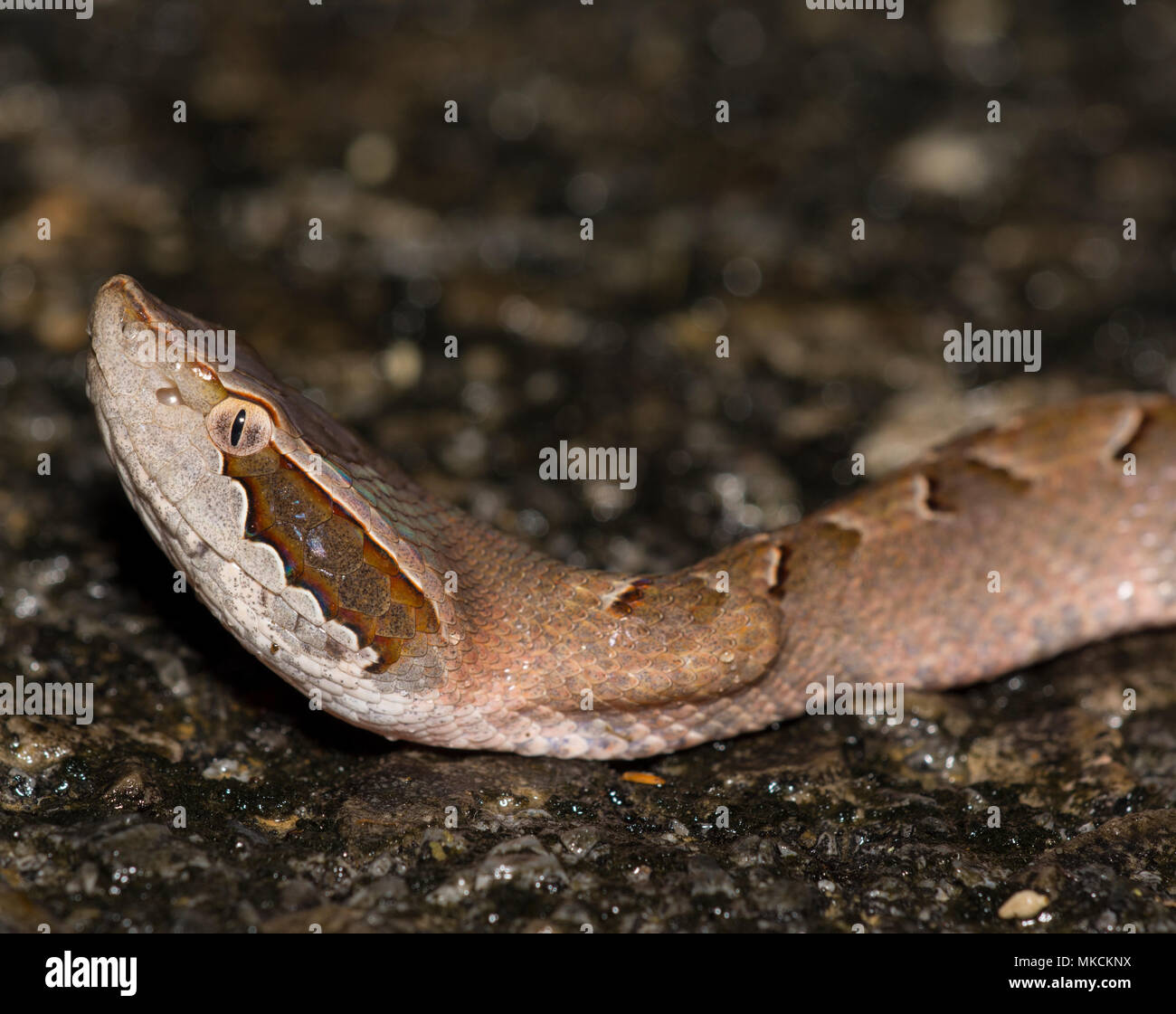 : La malese Rattlesnakes (Calloselasma rhodostoma) Krabi regione della Thailandia. Foto Stock