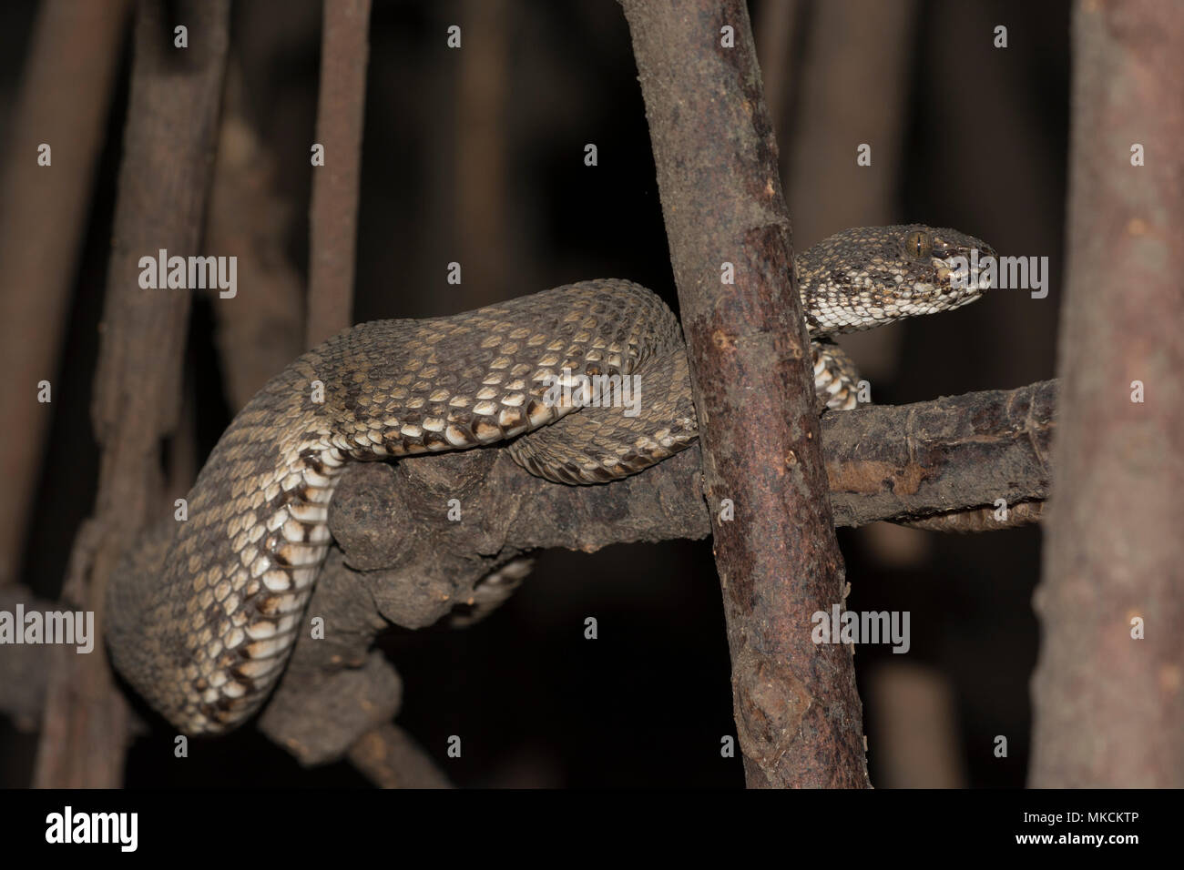 Mangrove Rattlesnakes (Trimeresurus purpureomaculatus) su un ramo di mangrovie di Krabi Thailandia. Foto Stock
