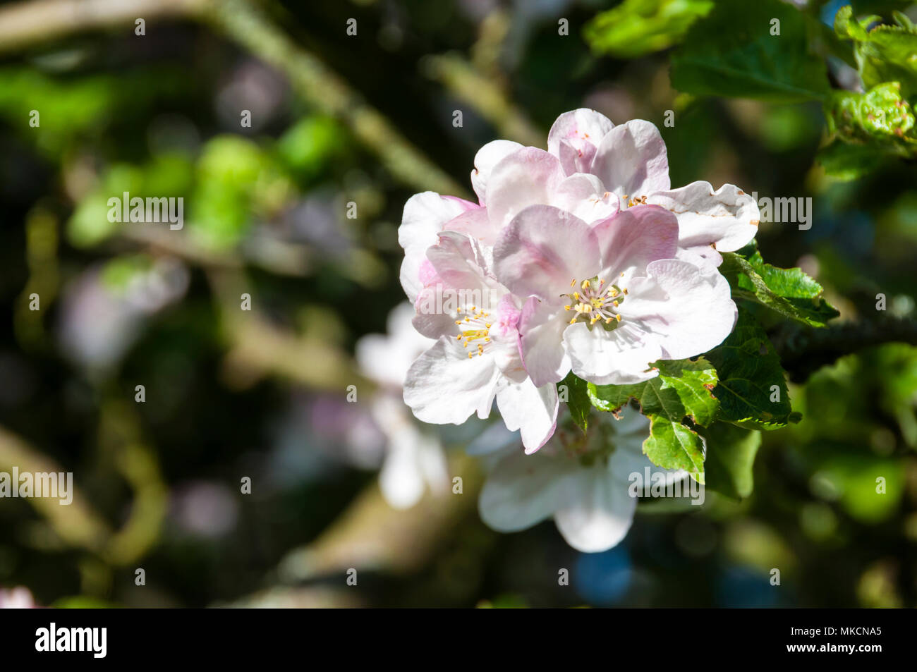 White apple blossom sui rami di un Bramley melo, Malus domestica Foto Stock