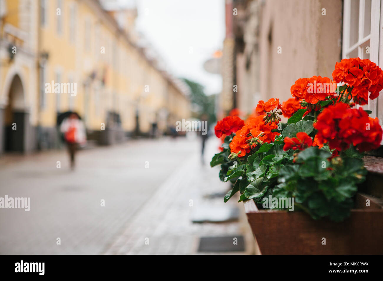 Vaso con fiori sulla strada di Riga, Lettonia o la Repubblica di Lettonia. Fiori o accessori decorativi sulla strada pedonale o spazio pubblico Foto Stock