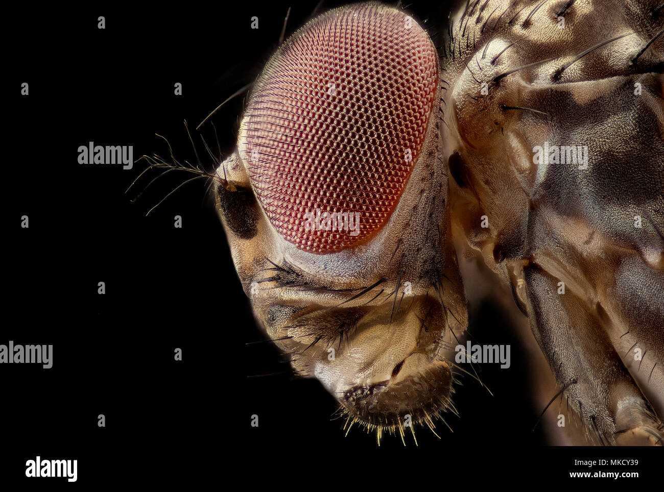 La Drosophila melanogaster - mosca della frutta Foto Stock