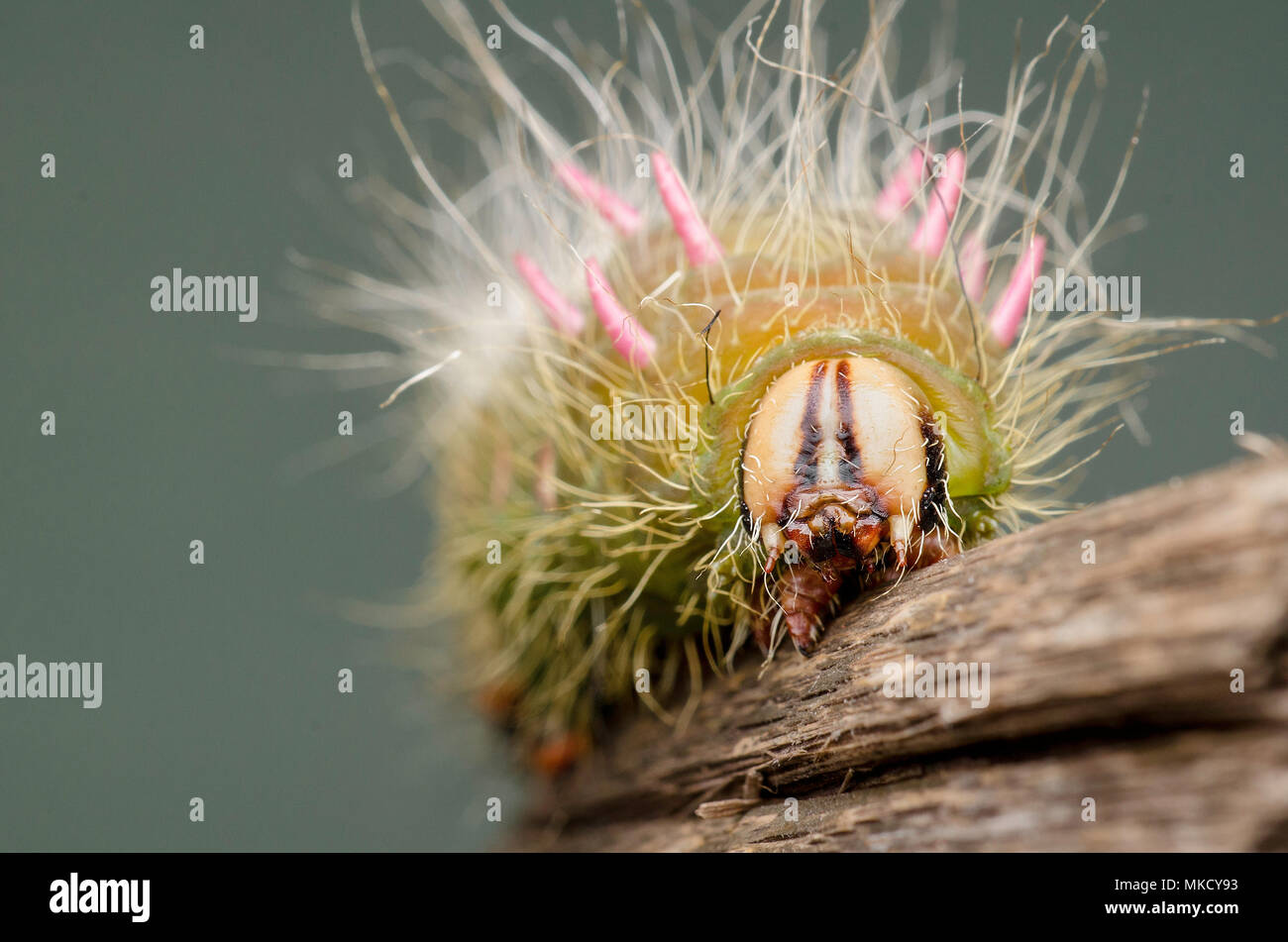 Eacles imperialis caterpillar Foto Stock