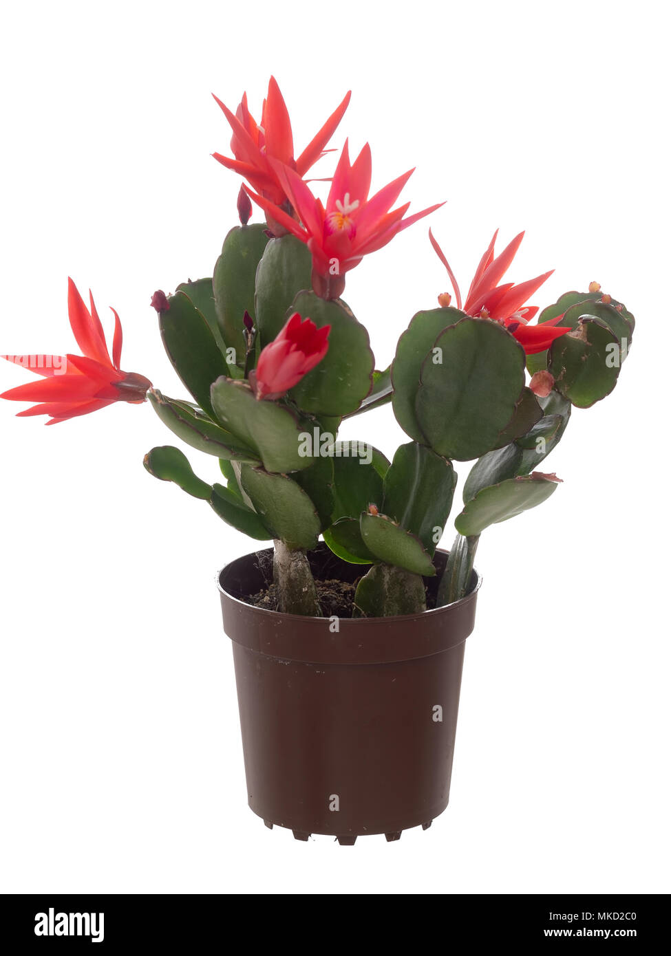 Popolari houseplant fioritura. Foto Stock