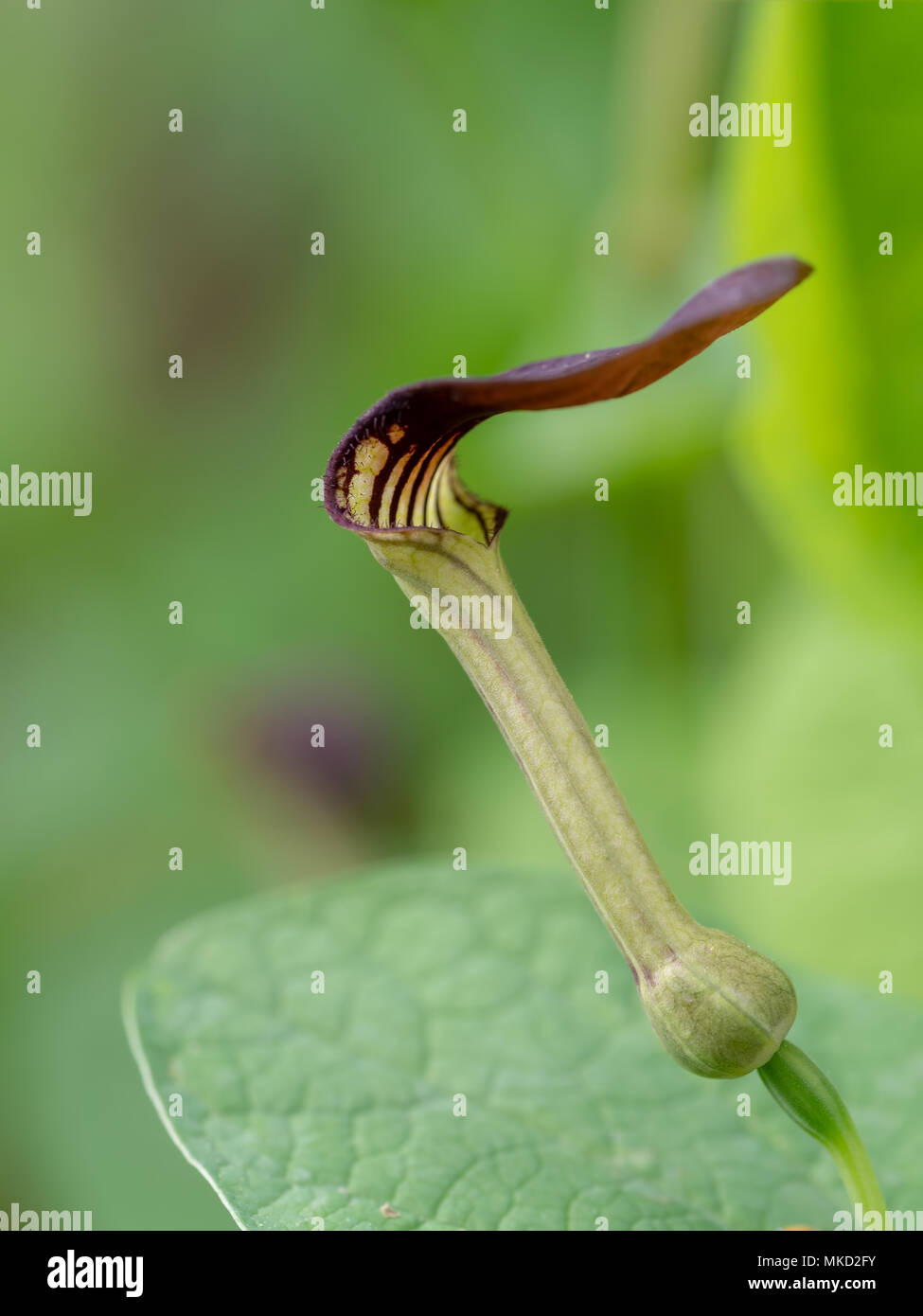 Aristolochia. Aka pipevine. Foto Stock