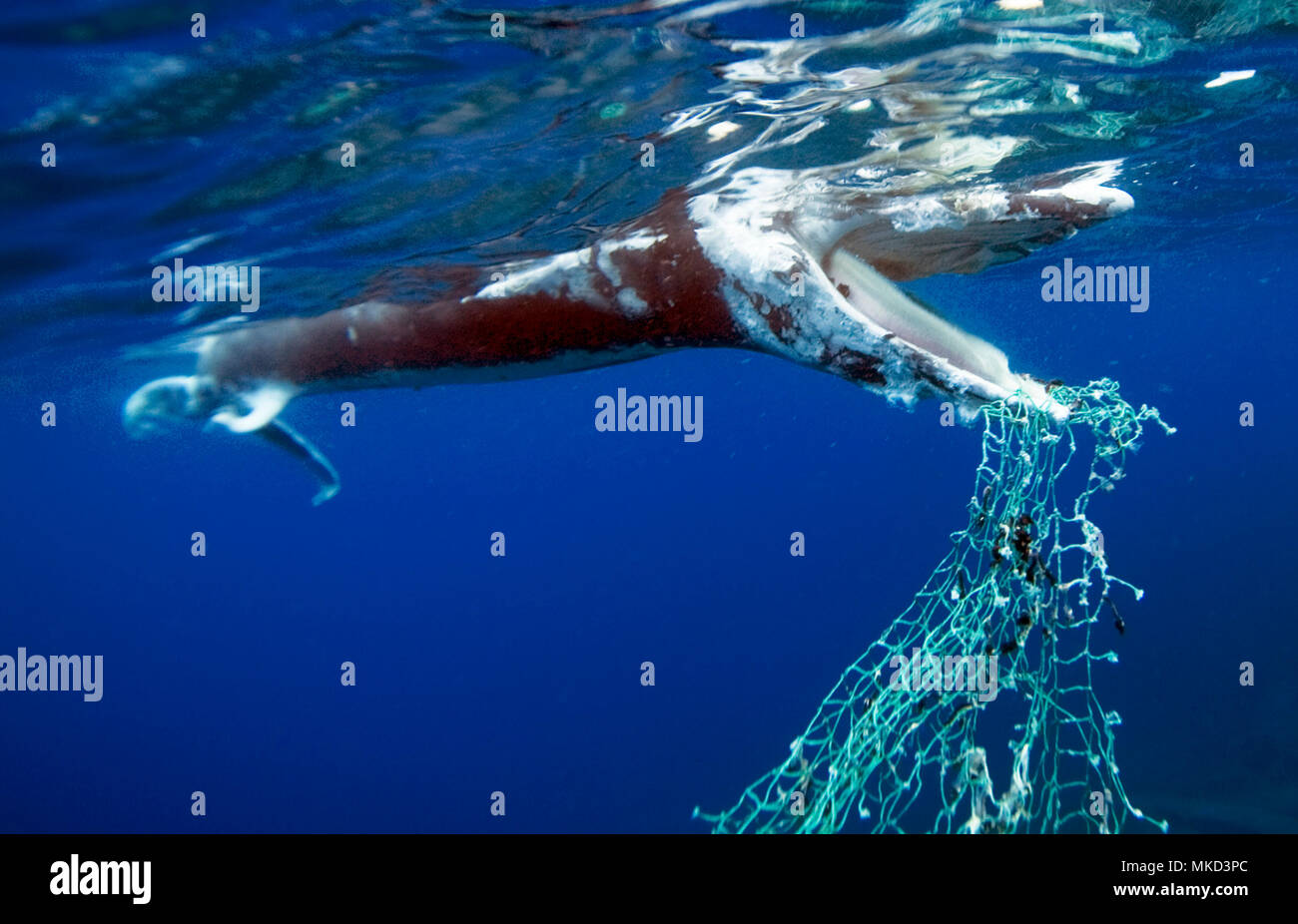 Morto aggrovigliato balena. Foto denuncia, garbage in mare. Non importa il  luogo se non le conseguenze Foto stock - Alamy