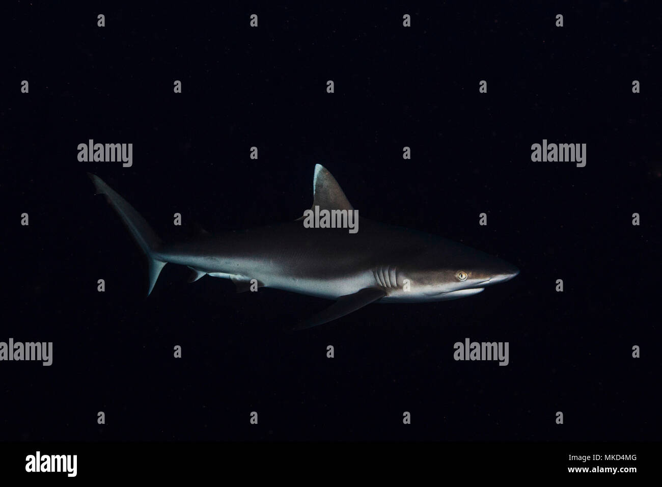 Grey Reef shark (Carcharhinus amblyrhynchos) che si trovano a 60 m di profondità in S. Mayotte Pass, Oceano Indiano Foto Stock