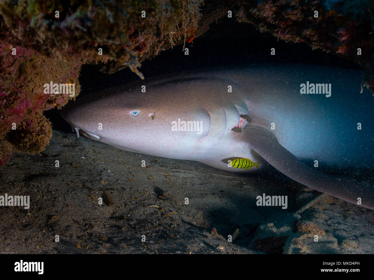 Vicino a sinistra vista di testa fulvo squalo nutrice (Nebrius ferrugineus), Tahiti, Polinesia Francese Foto Stock