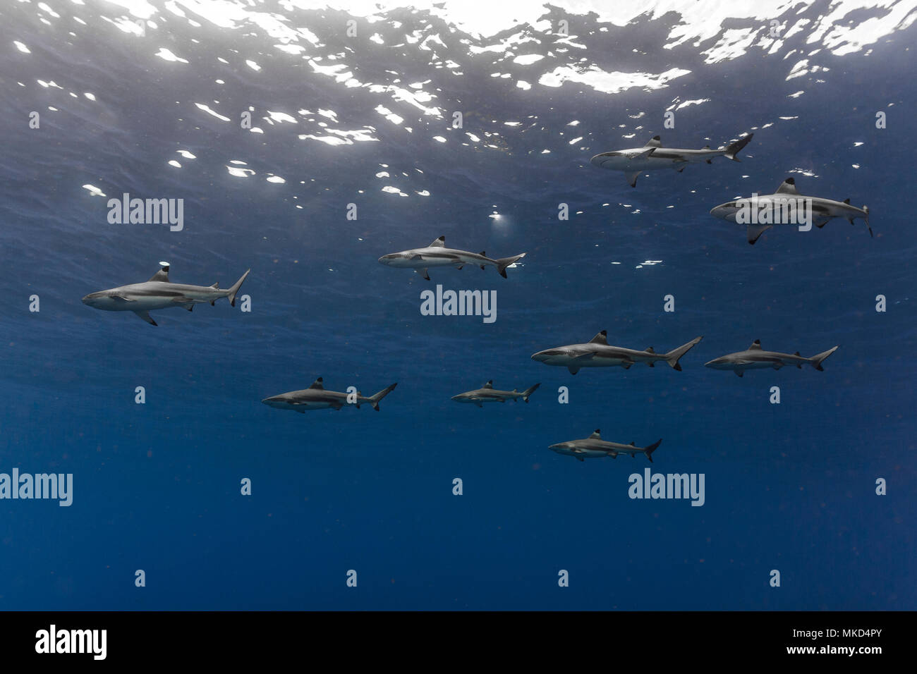 Ampia vista sul lato sinistro della scuola di squalo Blacktip (Carcharhinus melanopterus), Tahiti, Polinesia Francese Foto Stock