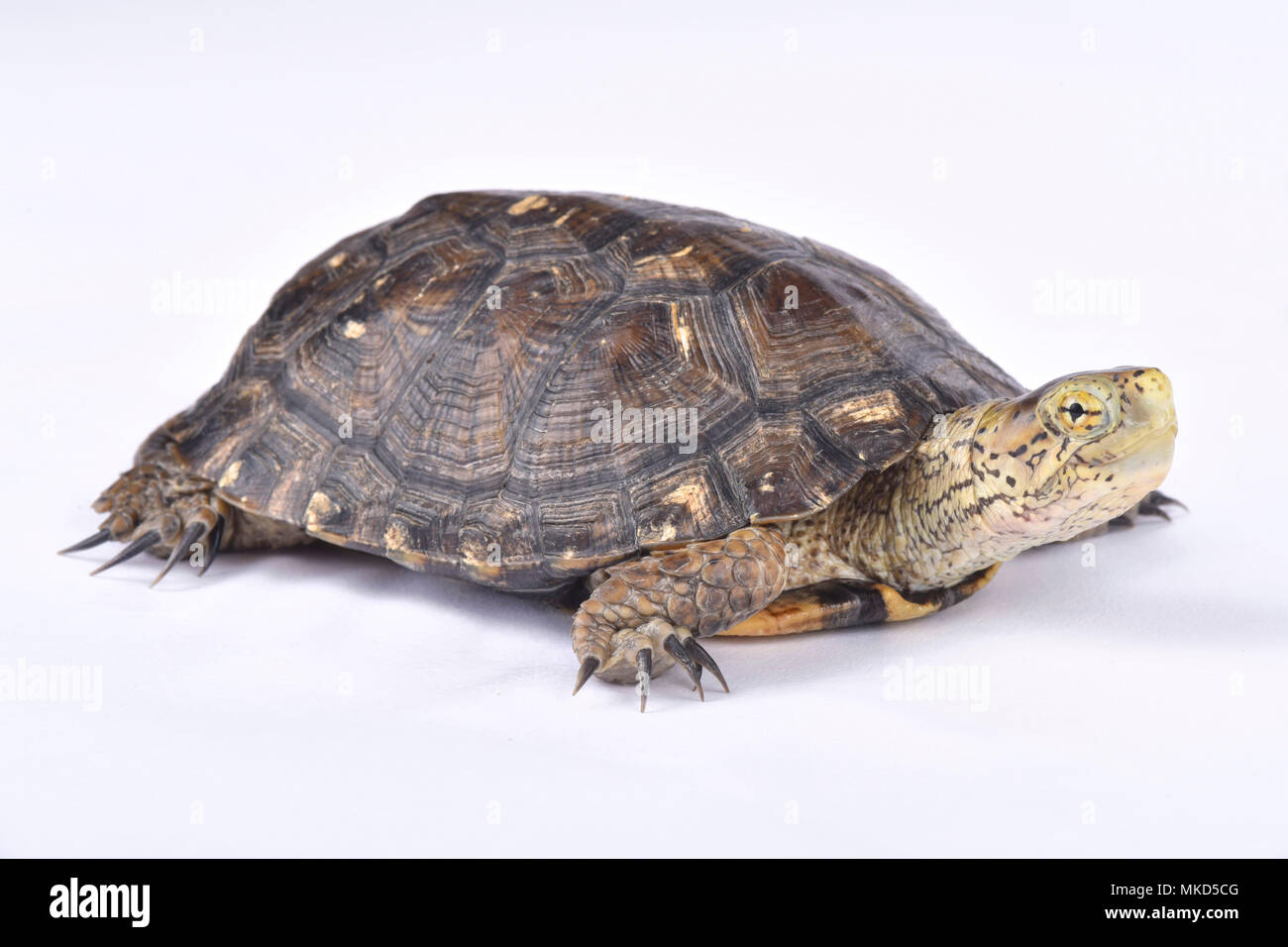 Southern western pond turtle (Actinemys marmorata pallida) su sfondo bianco Foto Stock