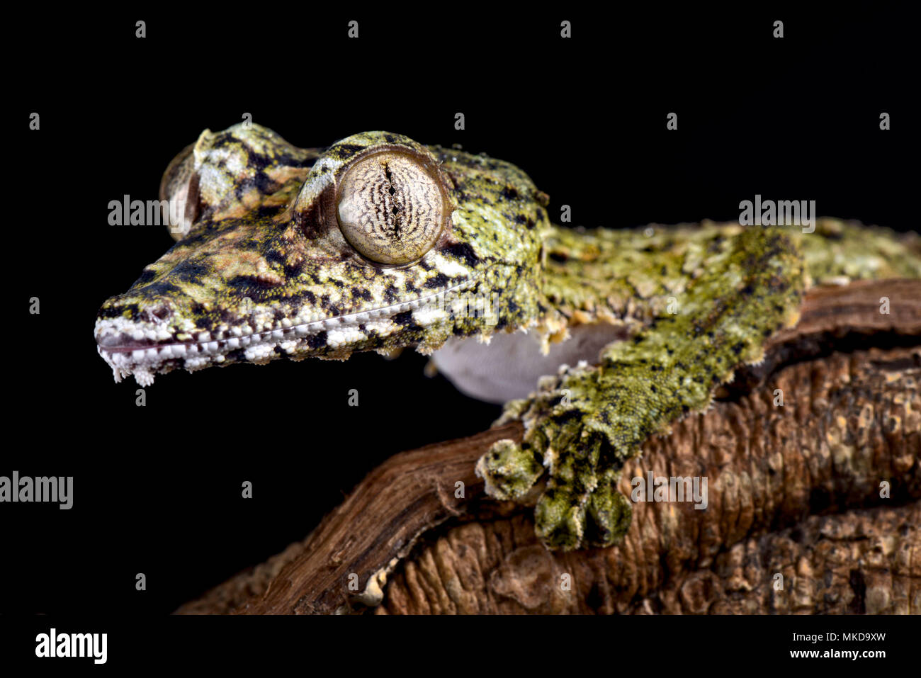 Foglie giganti-tailed gecko (Uroplatus giganteus) su sfondo nero Foto Stock