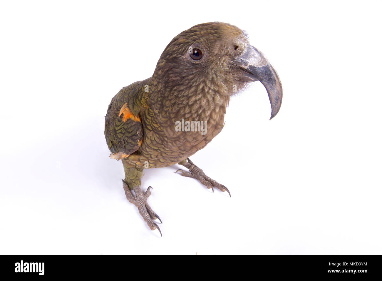 Kea (Nestor notabilis) su sfondo bianco Foto Stock