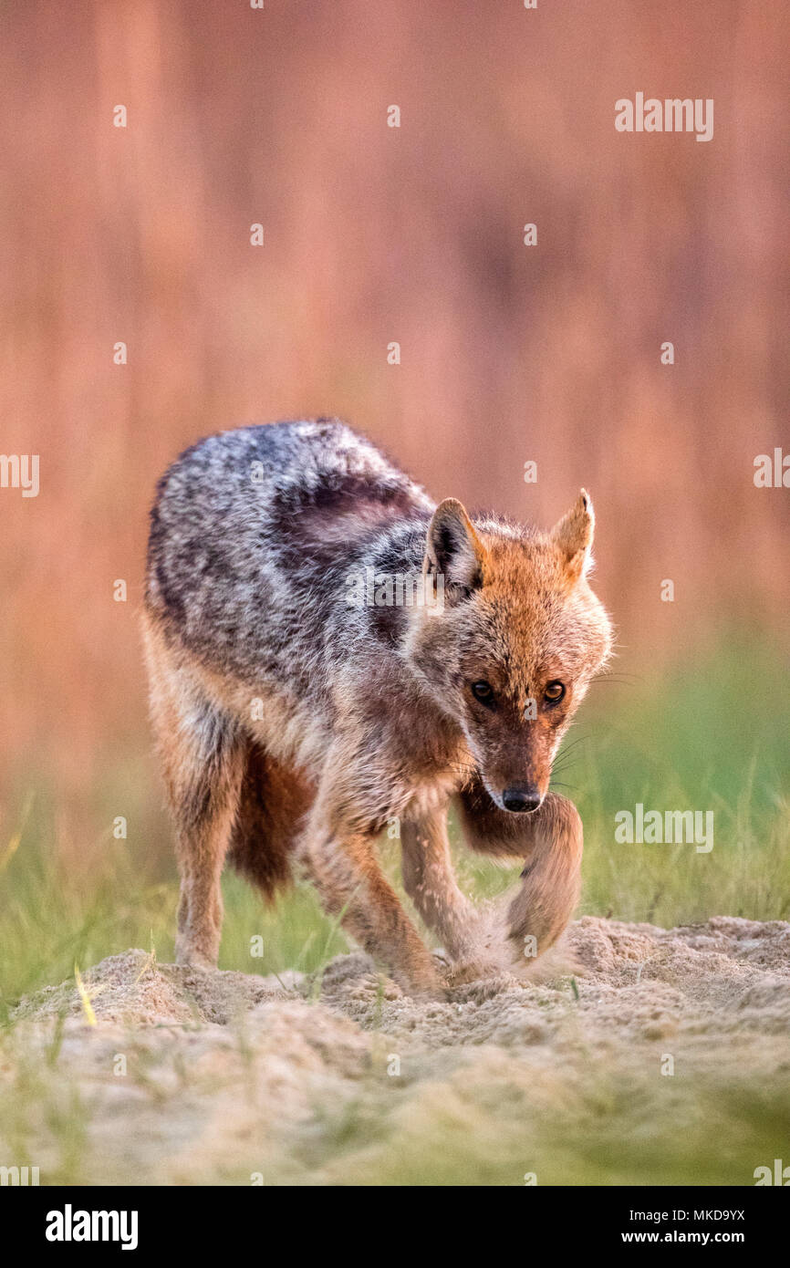 Jackal europea (Canis aureus moreoticus), il Delta del Danubio, Romania Foto Stock