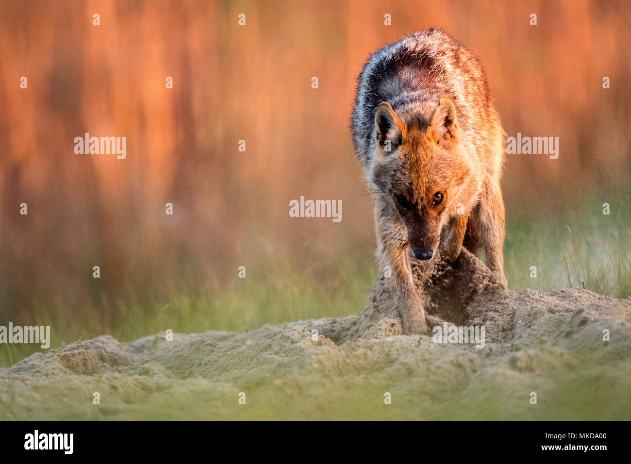Jackal europea (Canis aureus moreoticus), il Delta del Danubio, Romania Foto Stock