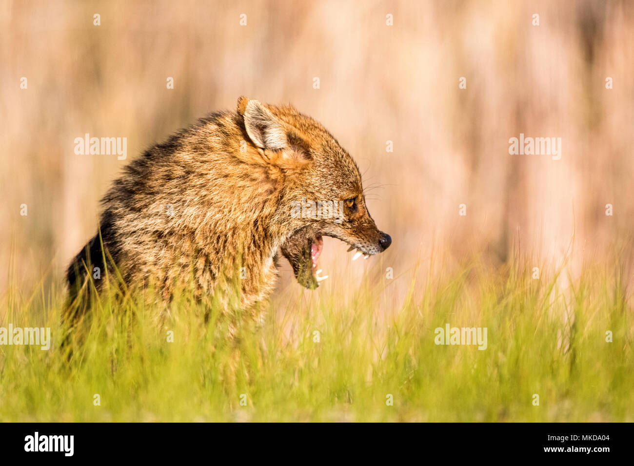 Jackal europea (Canis aureus moreoticus), il Delta del Danubio, Romania Foto Stock