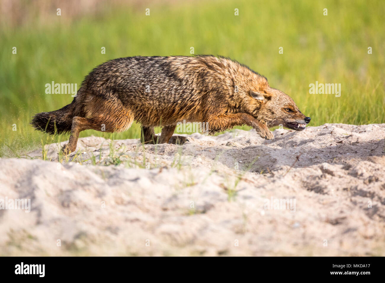 Jackal europea (Canis aureus moreoticus), il Delta del Danubio, Romania Foto Stock