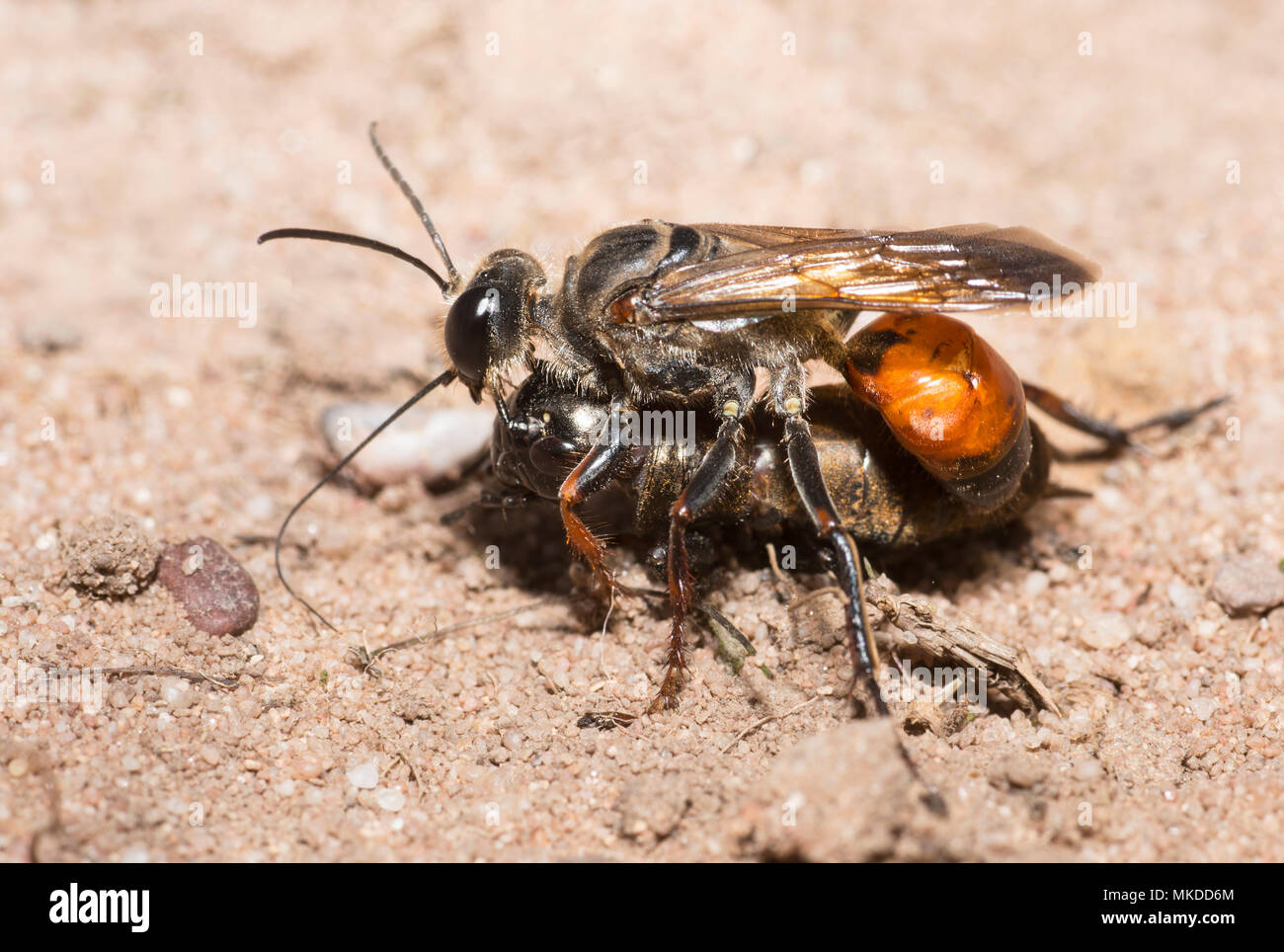 Golden digger wasp (Sphex funerarius) reporting un grillo nella sua galleria, parco naturale regionale dei Vosgi settentrionali, Francia Foto Stock