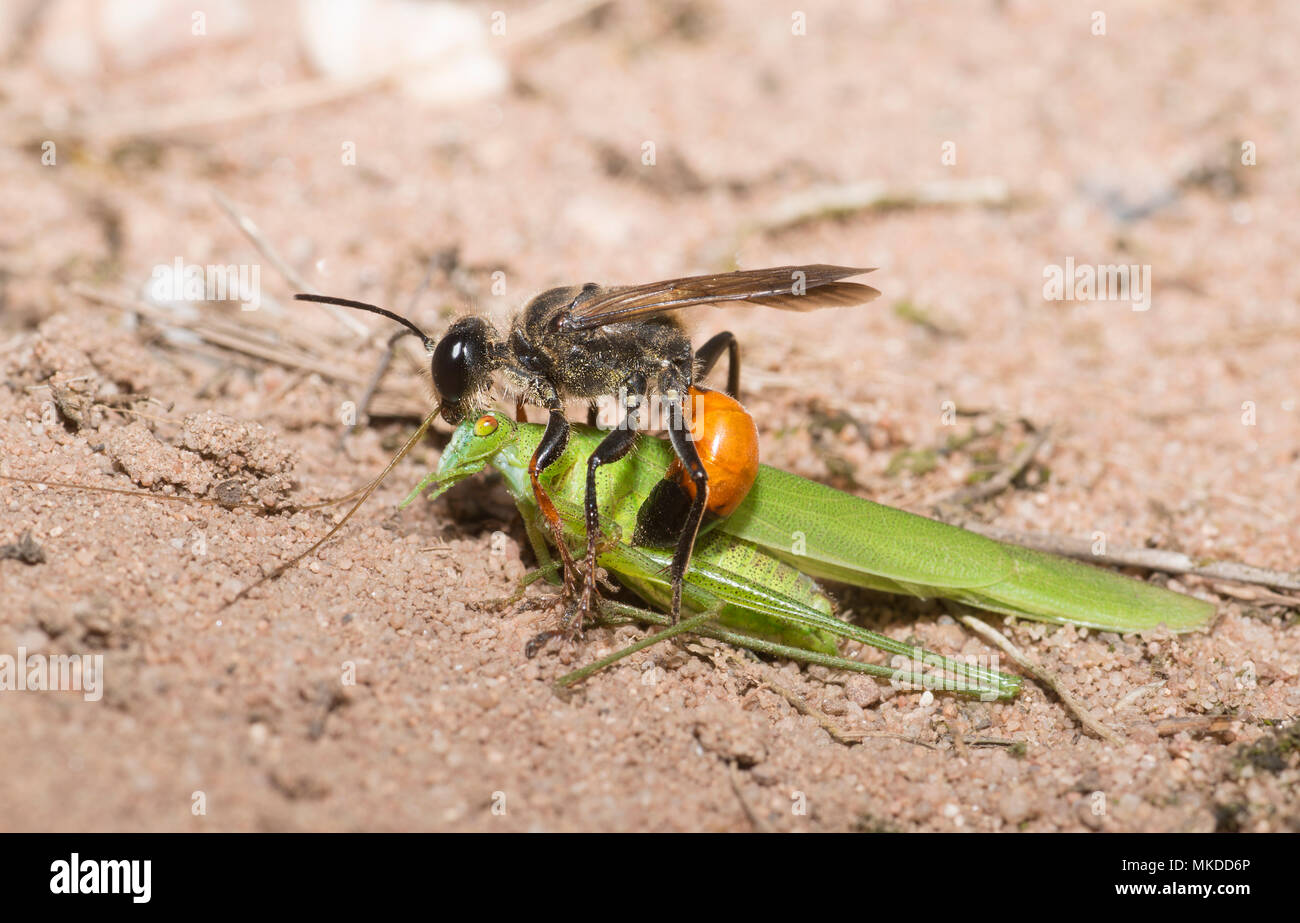 Golden digger wasp (Sphex funerarius) segnalazione di una falce-Bussola cuscinetto Cricket (Phaneroptera falcata) nella sua galleria, parco naturale regionale dei Vosgi settentrionali, Francia Foto Stock