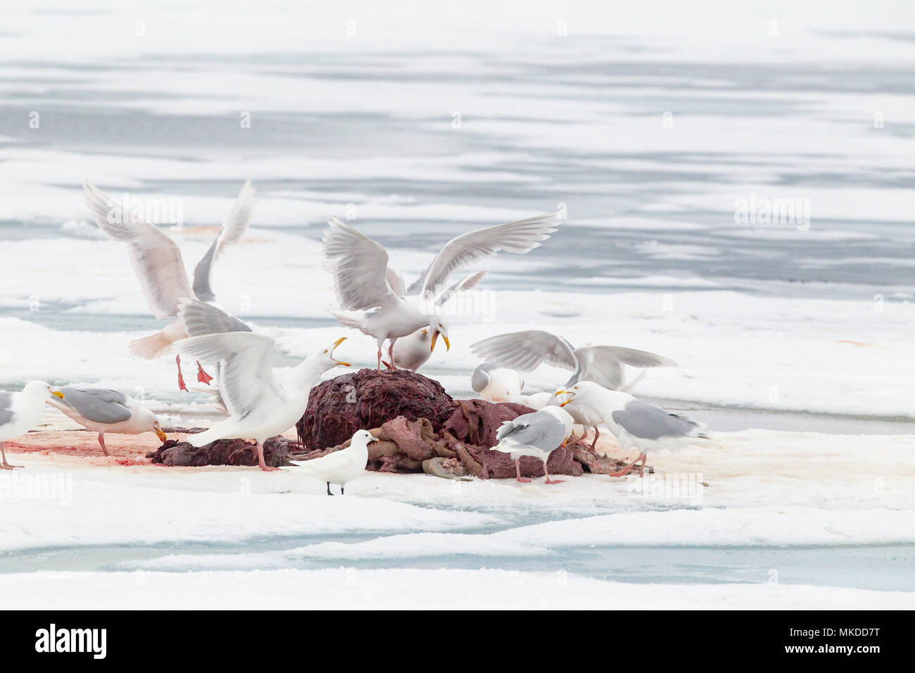 Glauco gabbiani (Larus hyperboreus) mangiando il rimanere di un tricheco (Odobenus rosmarus), sul ghiaccio, quando orso polare (Ursus maritimus) ha fine per mangiare. Spitsbergen, Svalbard Arcipelago norvegese, Norvegia, Oceano Artico Foto Stock