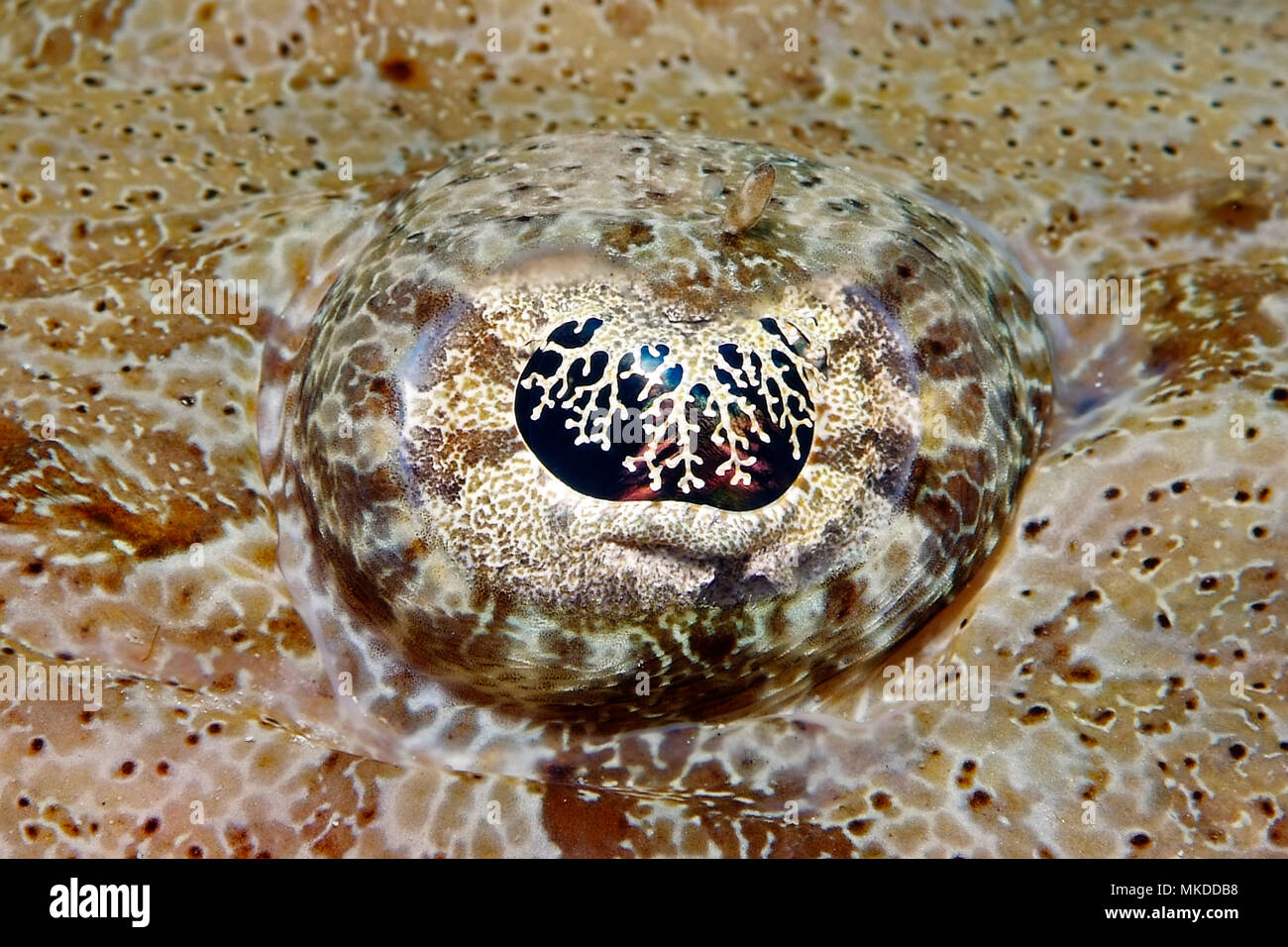 Occhio di flathead Tentacled (Papilloculiceps longiceps), Egitto, Mar Rosso Foto Stock