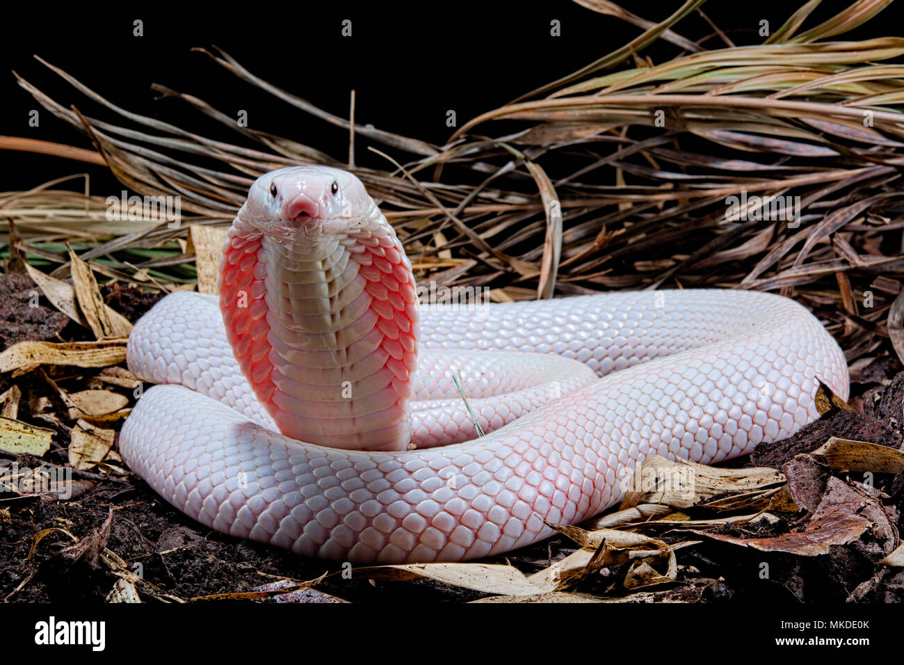 Leucisitc Monocled cobra (Naja kaouthia) su sfondo nero Foto Stock