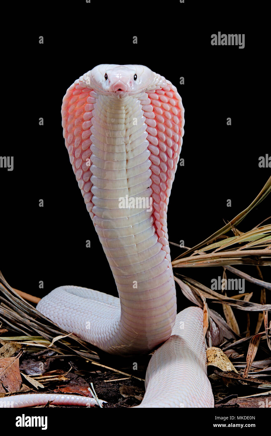 Leucisitc Monocled cobra (Naja kaouthia) su sfondo nero Foto Stock