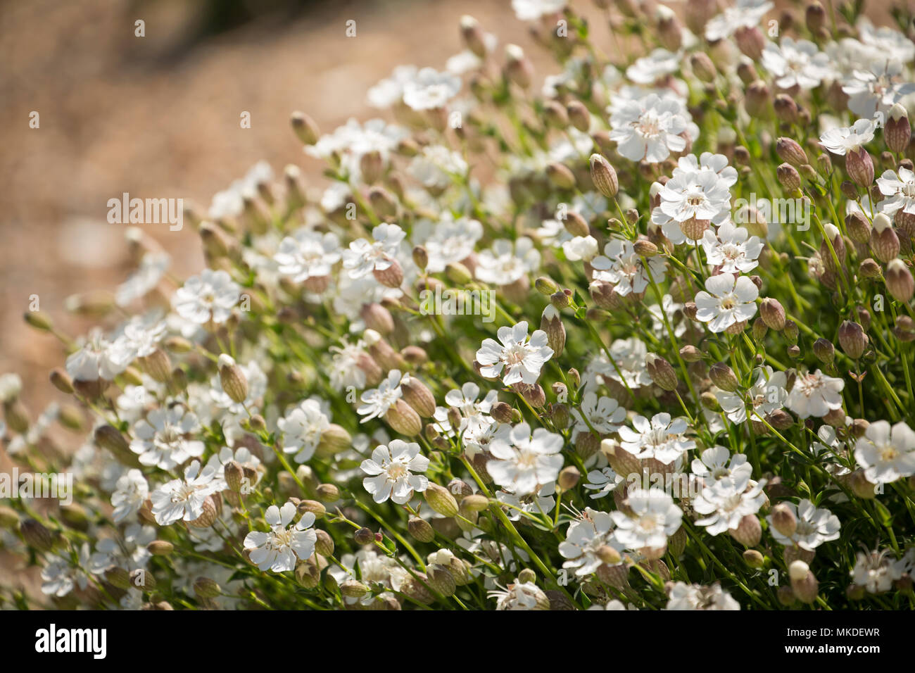 Fioritura mare campion, Silene uniflora, nel maggio cresce su Chesil Beach vicino al West Bexington Dorset England Regno Unito. Mare campion favorisce le regioni costiere arou Foto Stock