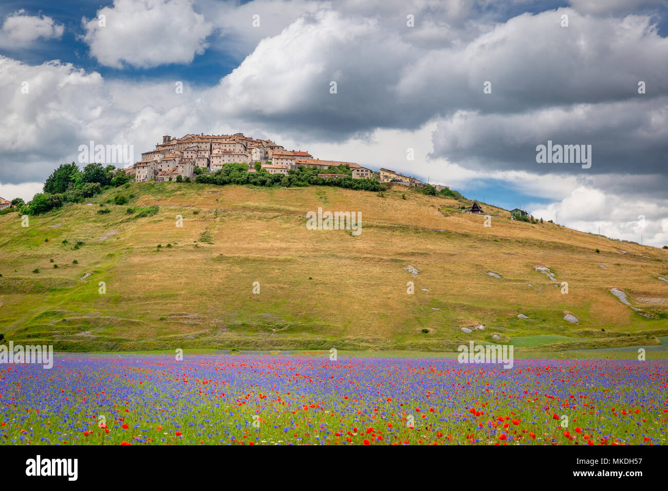 Campo di fiori selvatici, Castelluccio di Norcia, pianoforte Grande, Parco Nazionale dei Monti Sibillini, Umbria, Italia Foto Stock