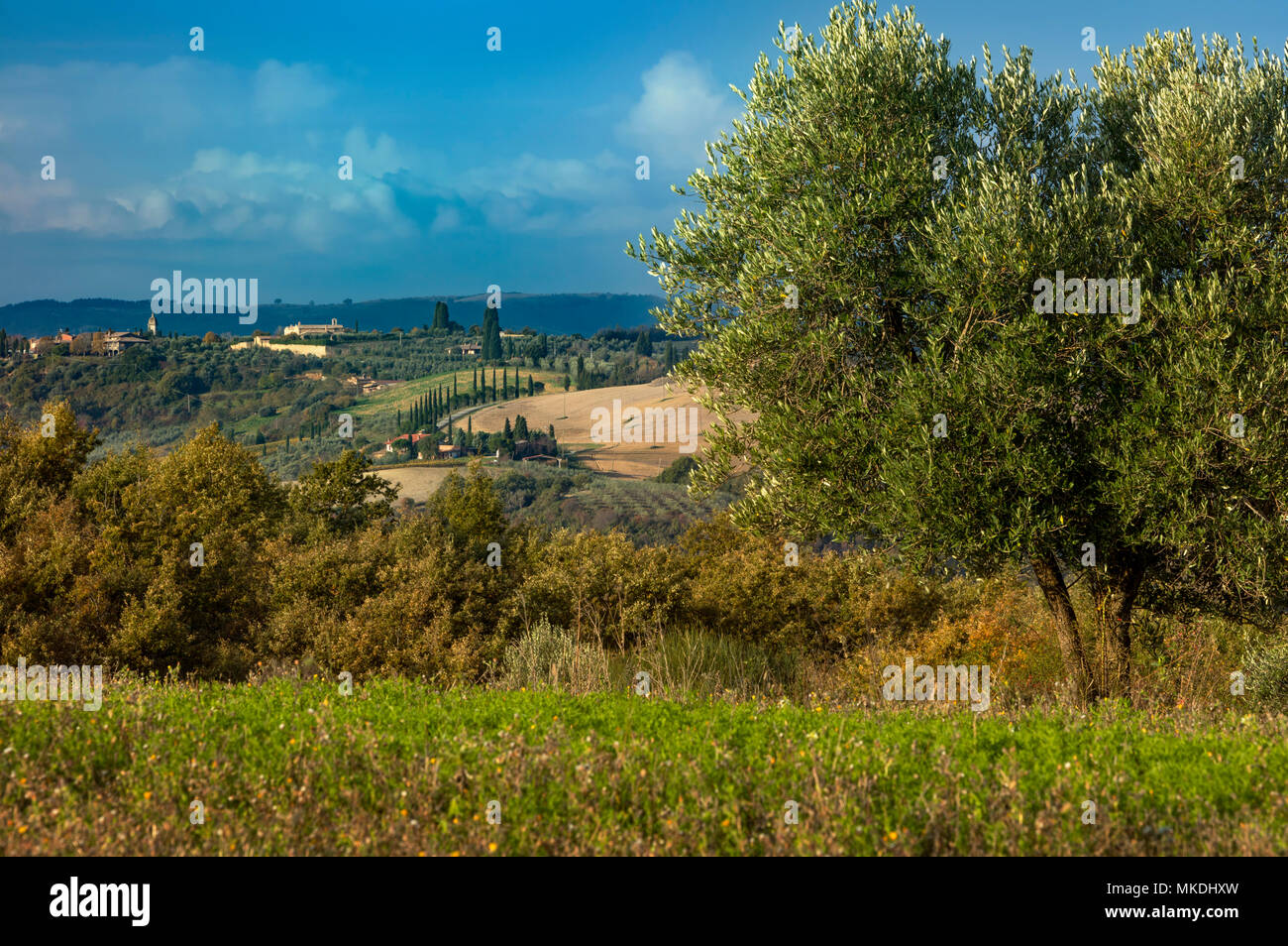L'ulivo e la campagna Toscana vicino a Pienza, Toscana, Italia Foto Stock