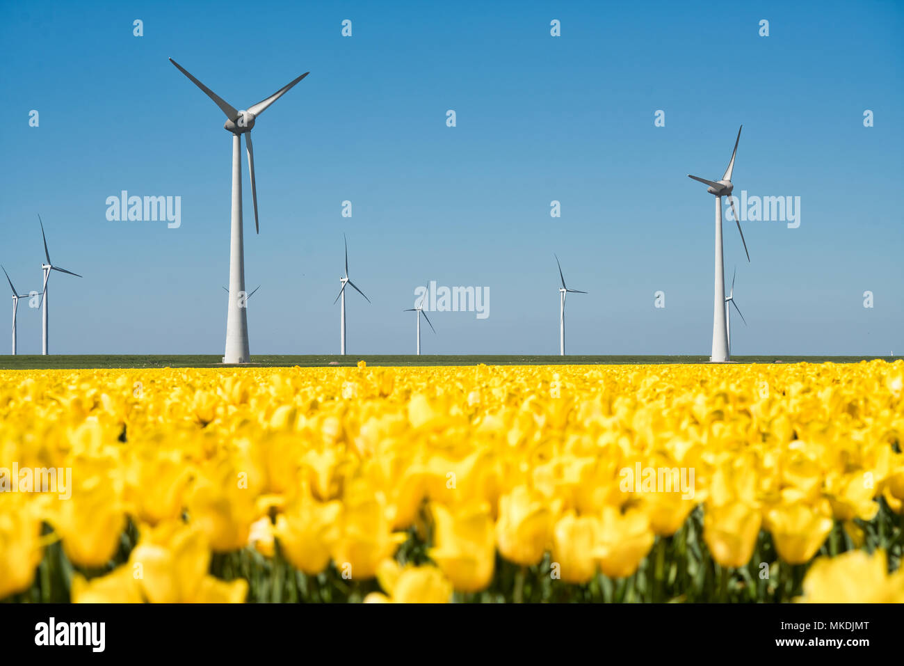 Tipici mulini a vento olandese con tulipano giallo campo in primo piano Foto Stock