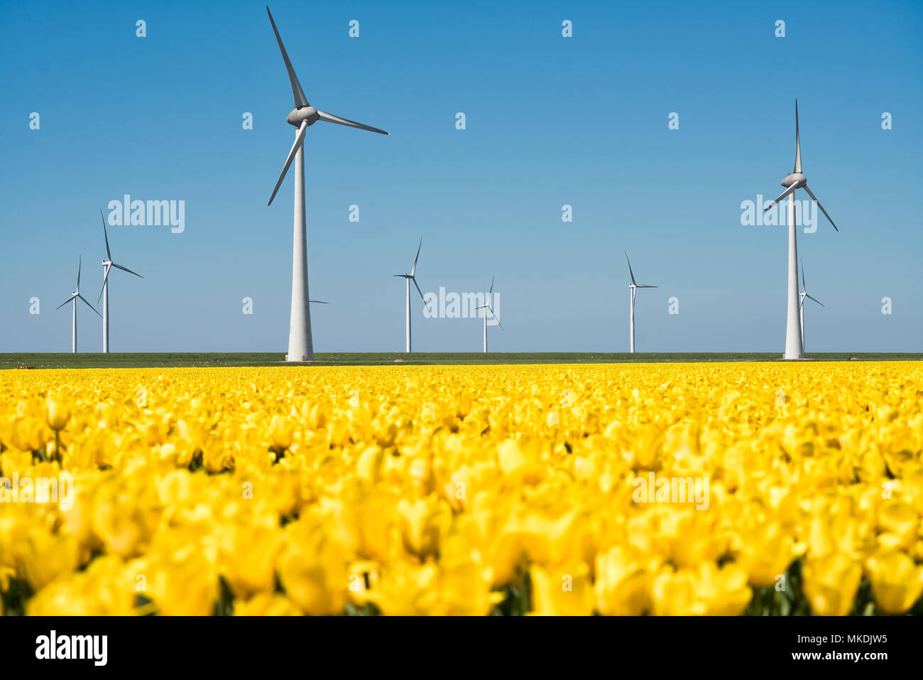 Tipici mulini a vento olandese con tulipano giallo campo in primo piano Foto Stock