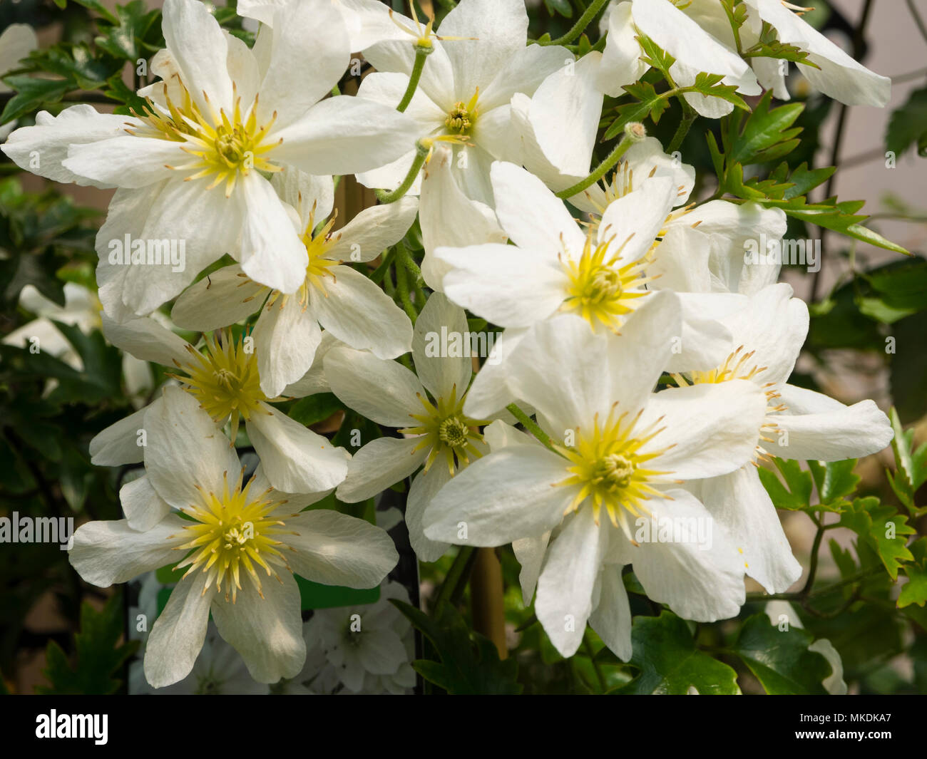 Giallo eyed bianco fiori di primavera della metà hardy evergreen scalatore, Clematis x cartmanii "Valanga" Foto Stock