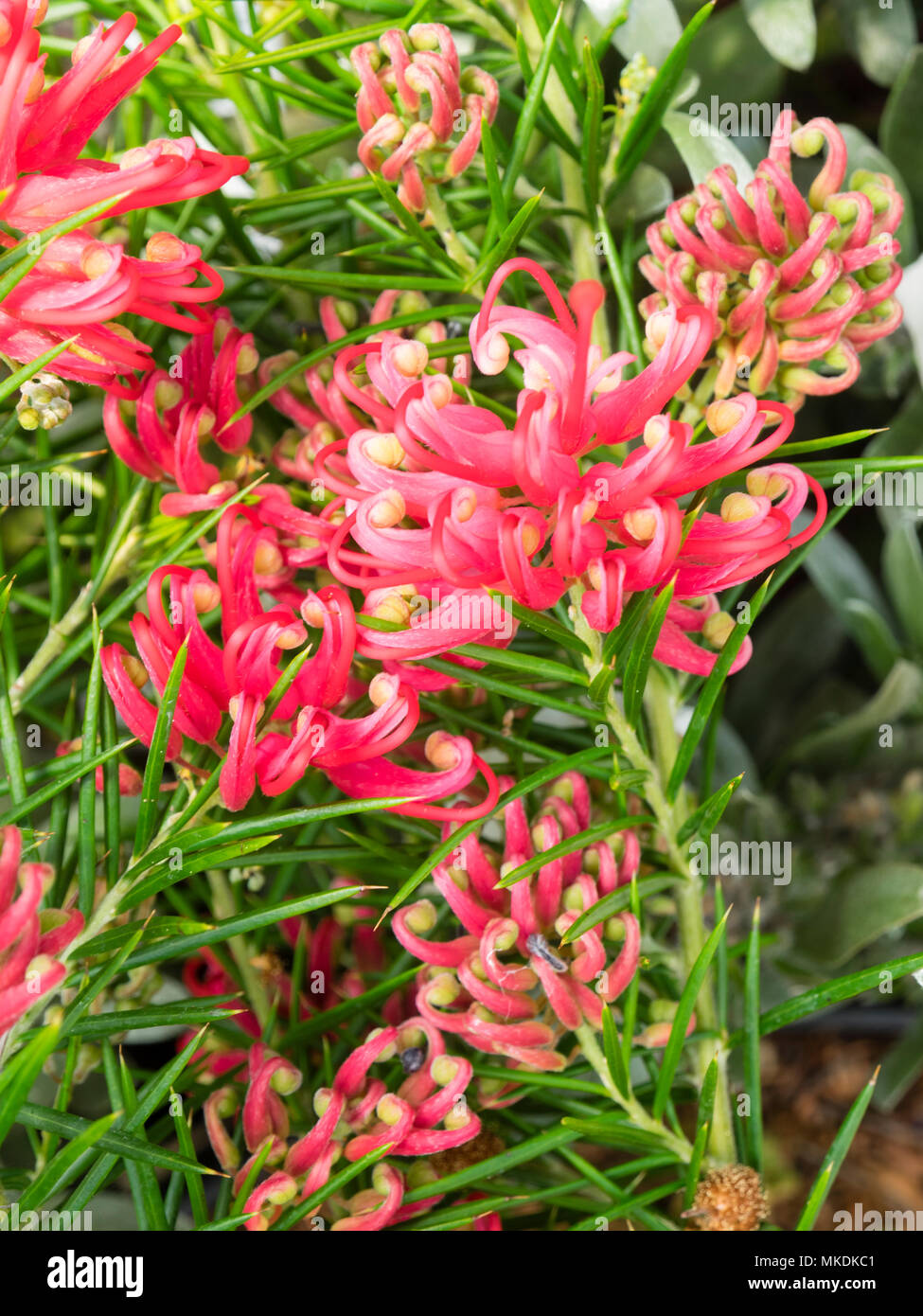 Le teste dei fiori e fiori di colore rosa della relativamente hardy arbusto sempreverde, Grevillea "Canberra Gem' Foto Stock