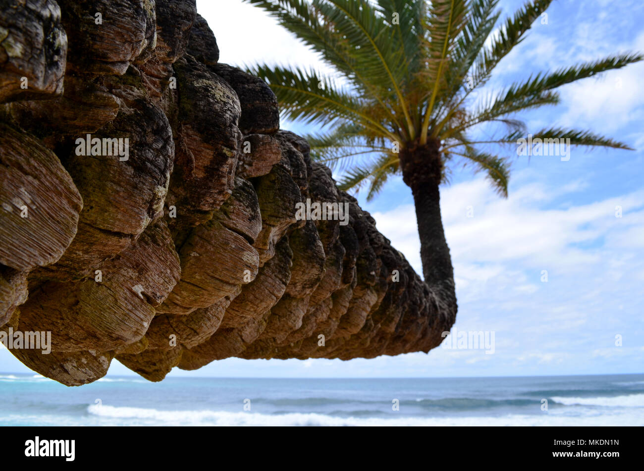 Palm tree crescono in una strana direzione esterna verso l'oceano. Prese sulla Northshore area di Oahu Hawaii USA. Foto Stock