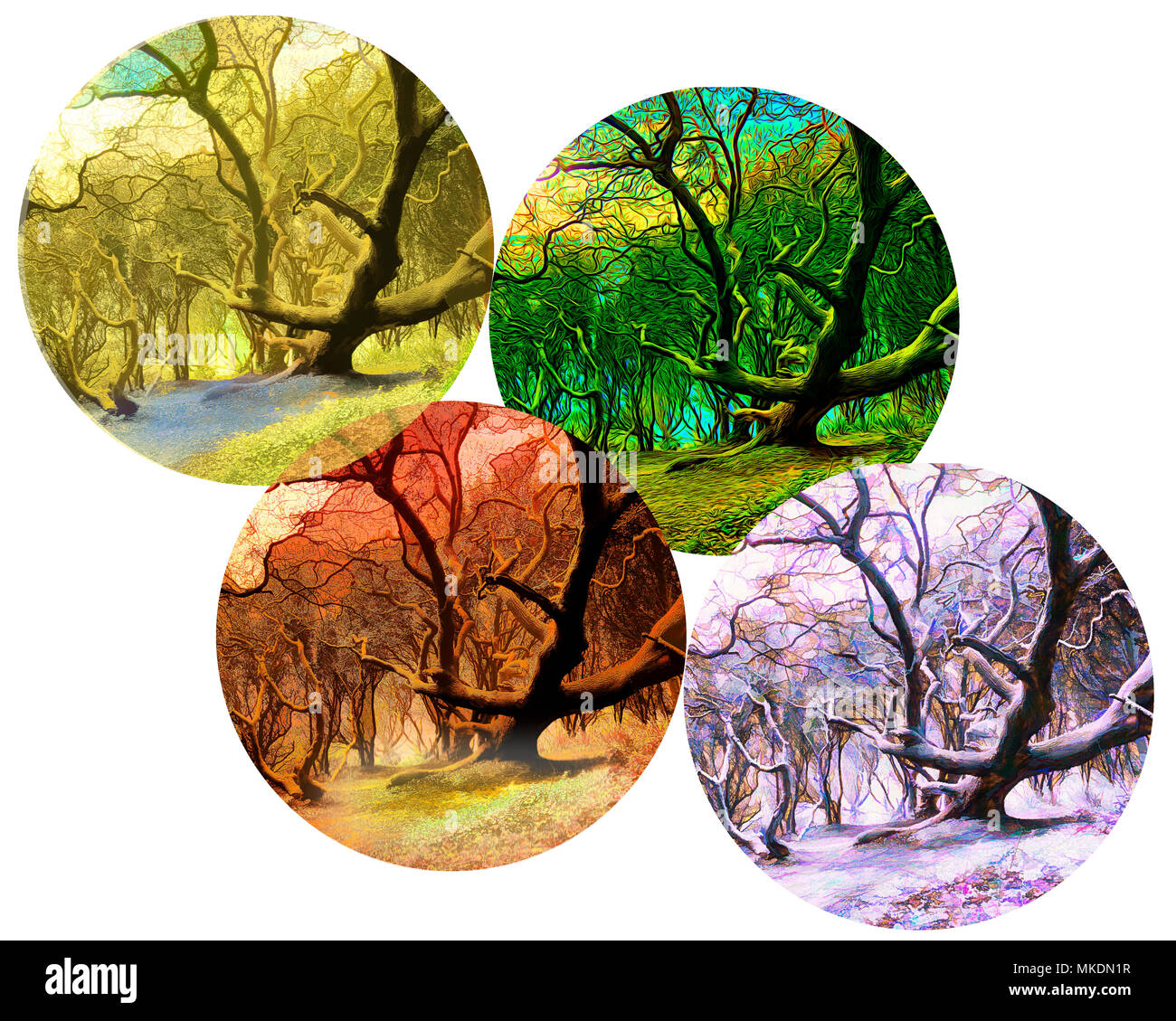 Quattro stagioni il concetto: la magia della foresta Foto Stock