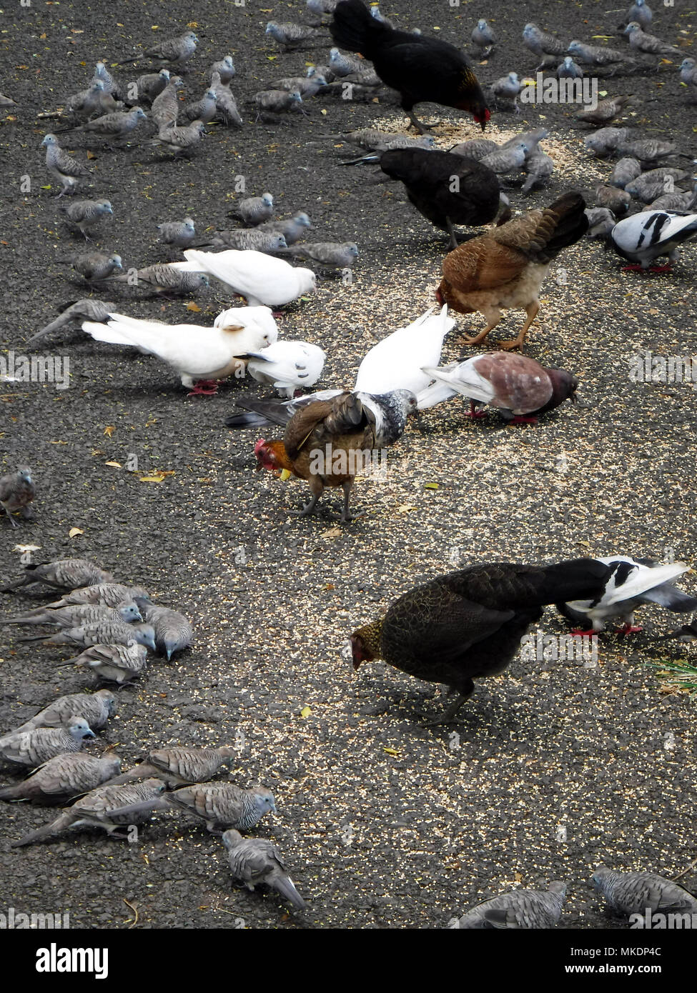 Gli uccelli mangiano sementi di uccelli Foto Stock