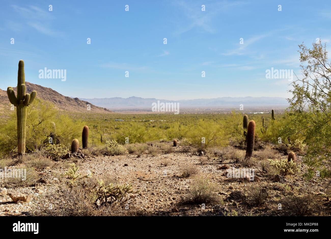 San Tan montagna parco regionale è di oltre 10.000 ettari nella parte inferiore Deserto di Sonora. Bellissimi sentieri per escursioni a piedi e in mountain bike e a cavallo. Foto Stock