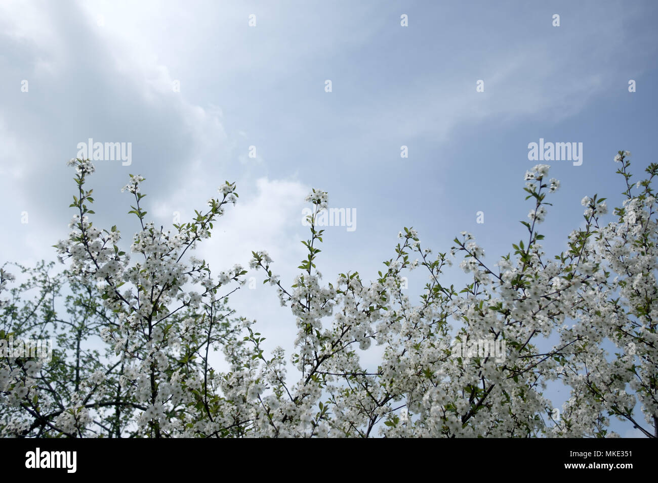 Bianco Ciliegio fiori sul tempo di primavera Foto Stock