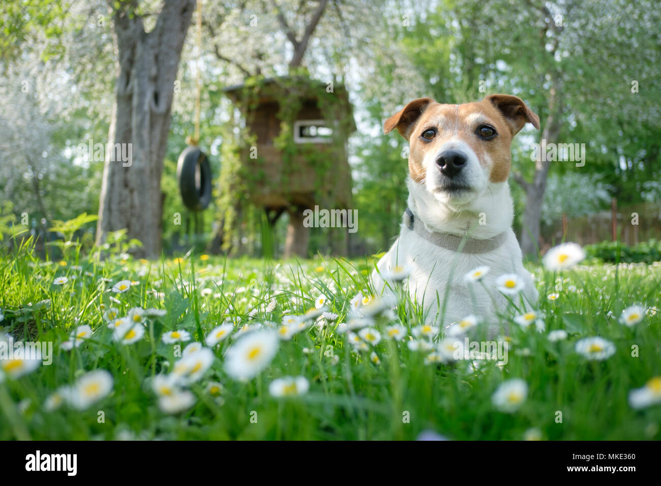 Jack Russel terrier sul prato di fiori Foto Stock