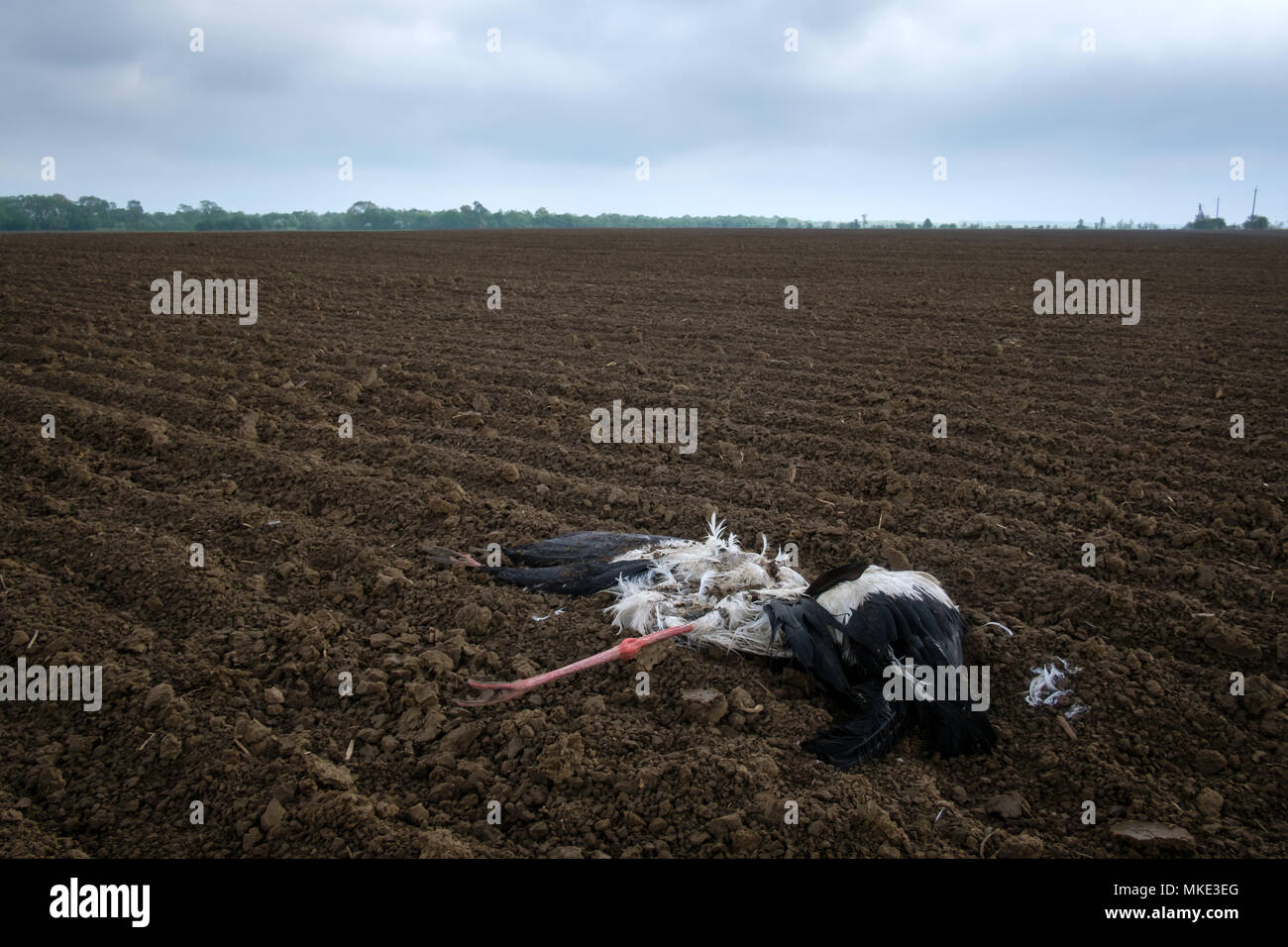Dead cicogna in campo agricolo Foto Stock