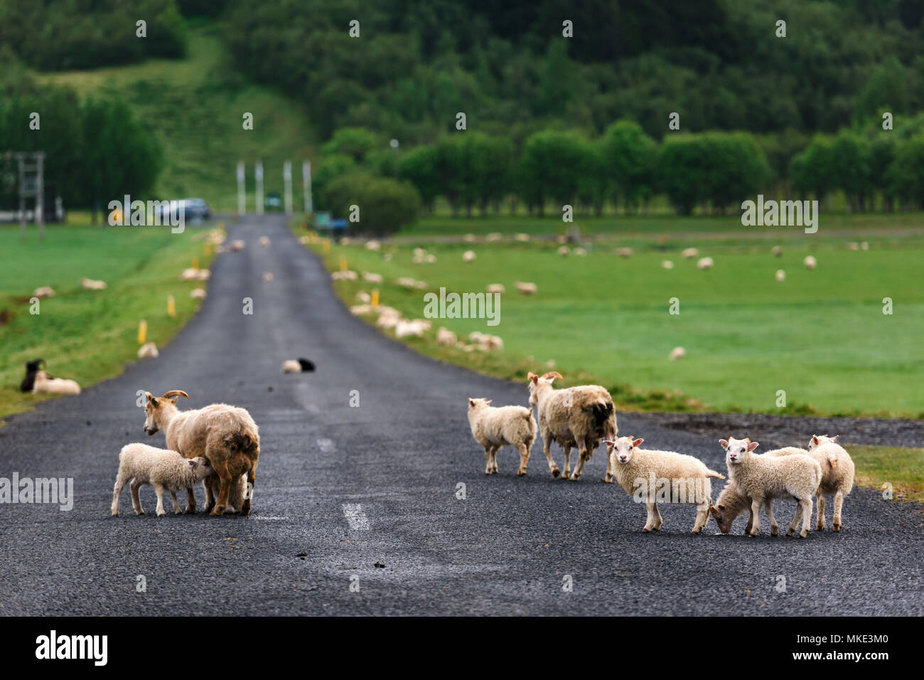 Le pecore sulla strada islandese Foto Stock