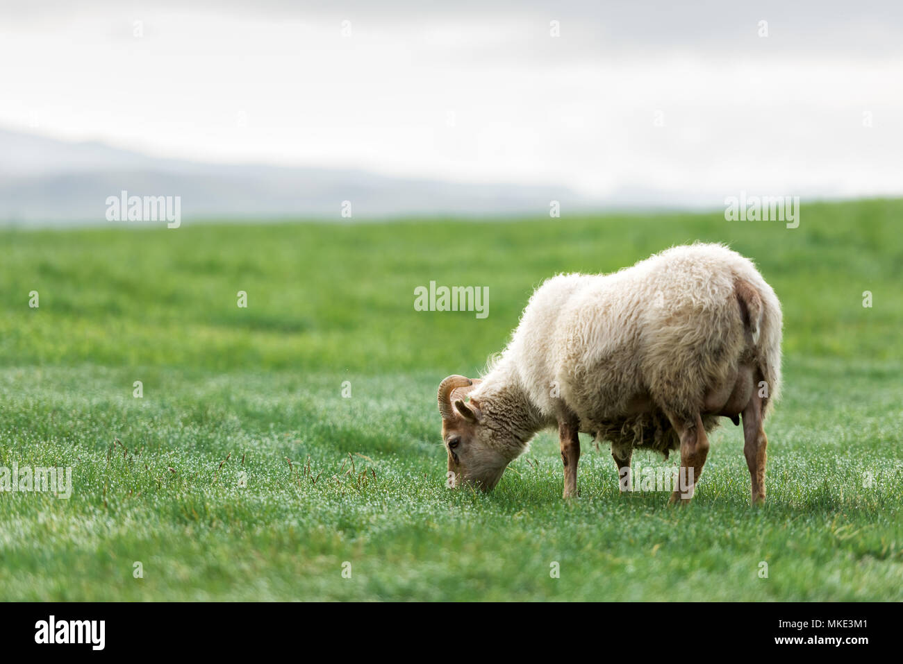 Pecore sul prato verde. Foto Stock