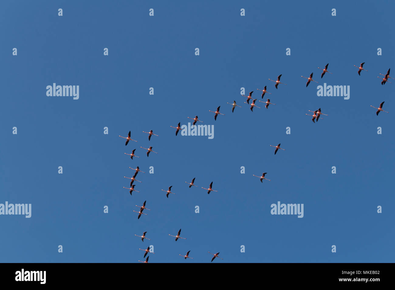 Stormo di fenicotteri durante la stagione migratoria in Yucatan Messico. Questi eleganti creature volare in grandi numeri. Foto Stock