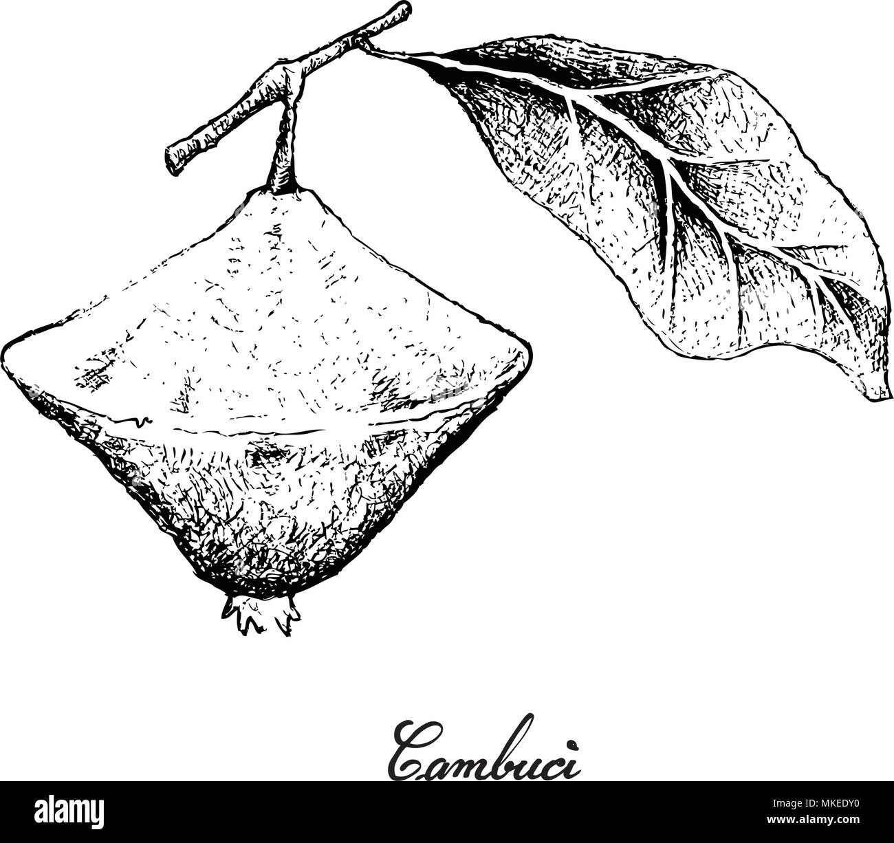 Frutti tropicali, illustrazione di mano il bozzetto Cambuci o Campomanesia Phaea frutto isolato su sfondo bianco. Illustrazione Vettoriale