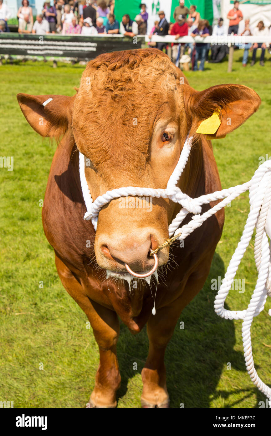 Una campionessa del South Devon bull sul visualizzatore in corrispondenza di una contea tradizionale mostra Foto Stock